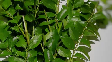 garnishing-instructions-image